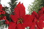 DKD Home Decor Corona de Fibra de Poliéster Flor de Navidad Rojo