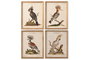 DKD Home Decor Cuadro Cristal MDF Ave Exotica Surtido de 4 Unidades