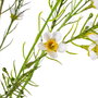 Rama Flores Blanco Artificial 30 X 20 X 80 cm (Set de 4)