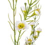 Rama Flores Blanco Artificial 30 X 20 X 80 cm (Set de 4)