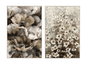 DKD Home Decor Cuadro Lienzo Velvet Flores Surtido de 2 Unidades