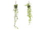 DKD Home Decor Planta Colgante Surtido de 2 Verde PE