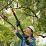 Bosch AdvancedPrune 18V-45 Solo