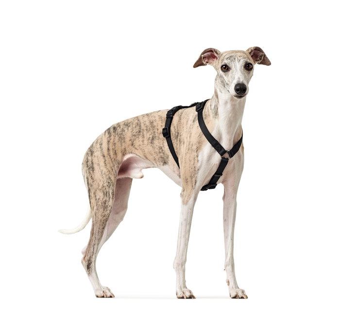 Hunter VARIO RAPID Arnés de Seguridad para Perros, Pecho 64-100 cm, Negro
