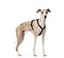 Hunter VARIO RAPID Arnés de Seguridad para Perros, Pecho 64-100 cm, Negro