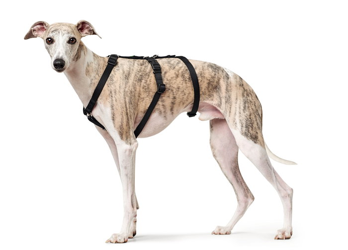 Hunter VARIO RAPID Arnés de Seguridad para Perros, Pecho 64-100 cm, Negro