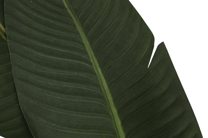 DKD Home Decor Planta Ave del Paraíso Verde con Macetero de Cemento 80x80x205 cm DKD Home Decor Planta Ave del Paraíso Verde con Macetero de Cemento 80x80x205 cm