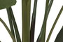 DKD Home Decor Planta Ave del Paraíso Verde con Macetero de Cemento 80x80x205 cm