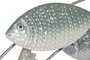 DKD Home Decor Decoracion Pared Mediterraneo Azul Turquesa Metal Peces 5 x 44 x 128 cm (2 Unidades)