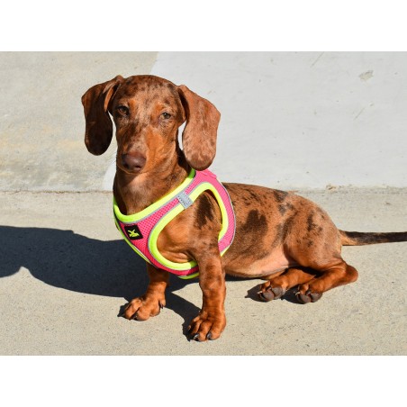 Nayeco Arnés X-Trm Neo Fucsia XXXS para Perros Ajustable Transpirable Reflectante Cierre Seguridad Talla 26-30 cm