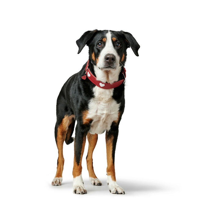 Hunter Collar Love S-M Rojo-Negro Hunter Collar Love S-M Rojo-Negro