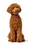 Hunter Collar Love S-M Cuello 38-44 cm Ancho 3 cm Rojo-Negro Cuero Vaca