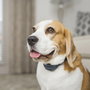 Petsafe Collar Antiladridos Audible con Tecnología SoundBurst