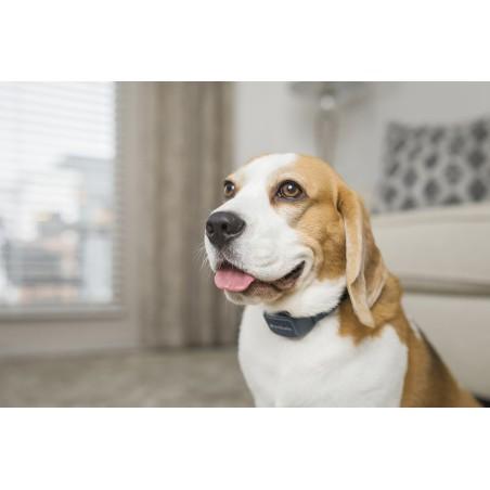 Petsafe Collar Antiladridos Audible con Tecnología SoundBurst Petsafe Collar Antiladridos Audible con Tecnología SoundBurst