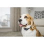 Petsafe Collar Antiladridos Audible con Tecnología SoundBurst