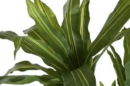 DKD Home Decor Planta Dracena Verde 70x70x160 cm
