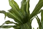 DKD Home Decor Planta Dracena Verde 70x70x160 cm