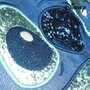 Cerdá Bolso Bandolera 3D Stitch Disney Azul
