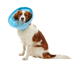 Kruuse Buster Collar Soft Flex, Juego 7,5-30 cm, 7 Unidades
