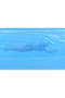 SD Toys Figura 3D Poster Jaws Tiburón