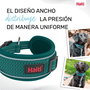 Collar para Perro Company of Animals Turquesa