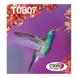 Epson C13T08074510 Pack de 6 Cartuchos de Tinta Originales Easy Mail T0807 Kolibri Claria Photo, Negro, Cian, Cian claro, Magenta, Magenta claro, Amarillo - Multipack