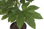 DKD Home Decor Planta PVC Fatsia Japonica Verde 64x64x90 cm