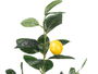 Ibergarden Planta Limonero 58 cm con 7 ramas y 4 frutos, dimensiones 40x58x38 cm, material espuma, plástico y melamina, color verde, amarillo, blanco y marrón (Set de 6)