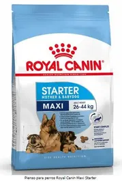 Royal Canin Starter Maxi pienso para perros 15 kg