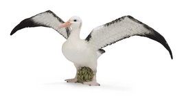 Collecta Albatros Errante 88765 Replica Escala L Animales Prehistoricos +3 Años