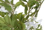 DKD Home Decor Árbol Blanco Verde 50 x 160 x 50 cm (2 Unidades) Cercis chinensis