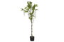 DKD Home Decor Árbol Cercis Chinensis 50x50x160 cm Blanco y Verde