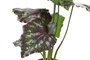 DKD Home Decor Planta Verde Rosa 20 x 39 x 20 cm (6 Unidades)
