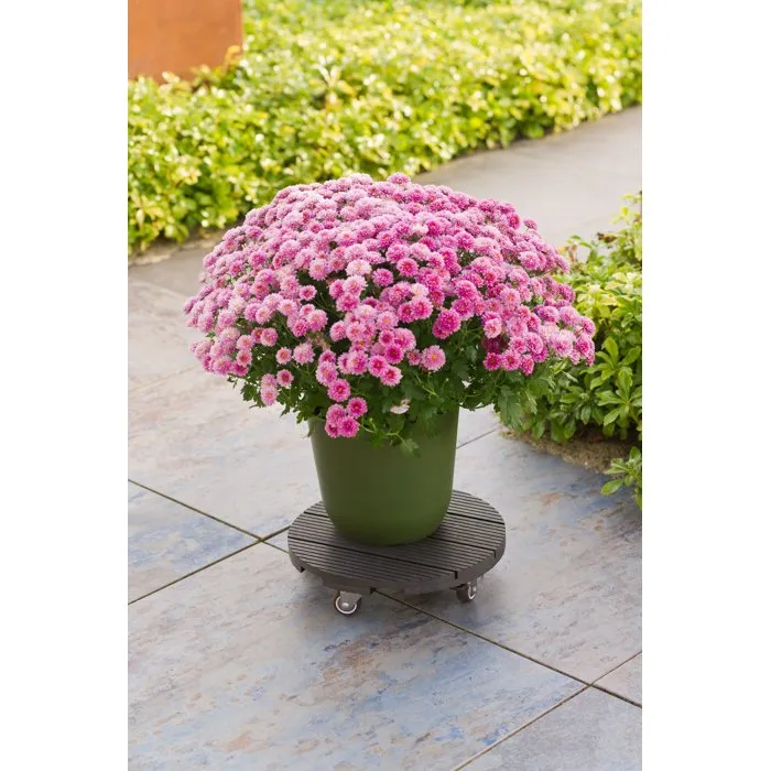 Nature Soporte para Macetas con Ruedas NAT8711338702437 WPC Antracita, Ø30 x 7.5 cm, 4 Ruedas