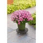 Nature Soporte para Macetas con Ruedas NAT8711338702437 WPC Antracita, Ø30 x 7.5 cm, 4 Ruedas