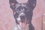 DKD Home Decor Cuadro Lienzo MDF 24x2x34 Perro Surtido de 4