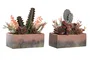 DKD Home Decor Planta Cactus Surtida PP EVA 19x9x22 cm