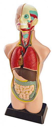 Miniland Juego de Anatomía Humana de 50 cm con 11 Piezas