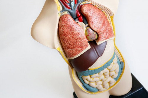 Miniland Juego de Anatomía Humana de 50 cm con 11 Piezas