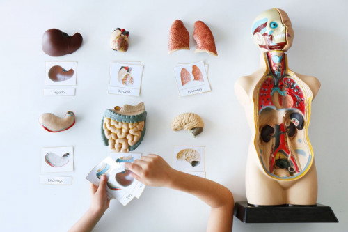 Miniland Juego de Anatomía Humana de 50 cm con 11 Piezas