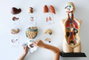 Miniland Juego de Anatomía Humana de 50 cm con 11 Piezas