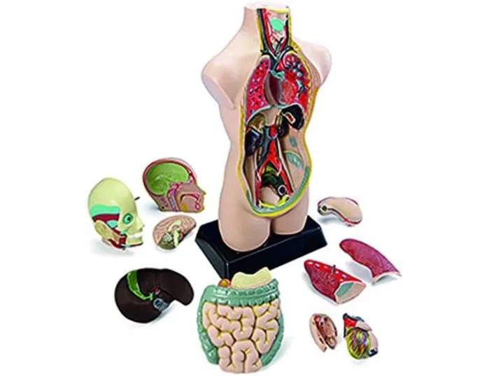 Miniland Juego de Anatomía Humana de 50 cm con 11 Piezas Miniland Juego de Anatomía Humana de 50 cm con 11 Piezas