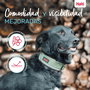 Collar para Perro Company of Animals Verde
