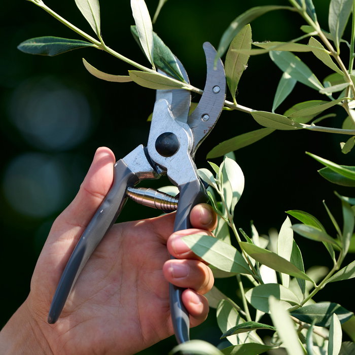 Grouw Juego De 2 Tijeras Podar Jardín Cortan Ramas Hasta 3 Cm