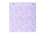 Safta Carpeblock PP Foam 4 Anillas 35mm con Recambio Light Purple Flowers