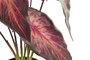 DKD Home Decor Planta Rojo Burdeos 20x38x20 cm (6 Unidades)