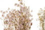 DKD Home Decor Ramo de Flores Secas Surtido de 2 Colores Blanco y Rosa