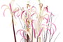 DKD Home Decor Lirio Araña Pack de 2 Plantas en PVC y Metal 45x45x140 cm