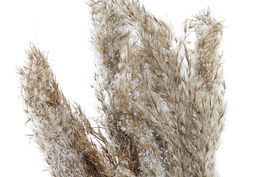 DKD Home Decor Planta Navidad Alpina Marron 35 x 55 x 25 cm (2 Unidades)