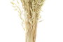 DKD Home Decor Ramo de Flores Secas de Avena Verde 16x16x60 cm